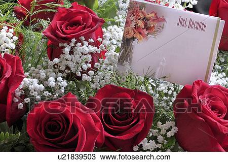 Stock Image -  flower love rose floral beauty close up image. Fotosearch