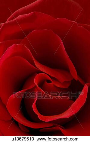 flower love rose floral red roses romantic View Large Photo Image Stock Image - flower love rose floral red roses romantic . Fotosearch