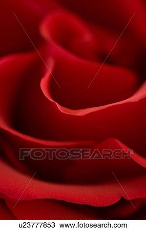 Stock Image -  flower love rose floral red roses romantic . Fotosearch