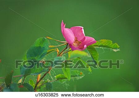 Stock Photography -  flower rose nature icon wild alberta growing. Fotosearch