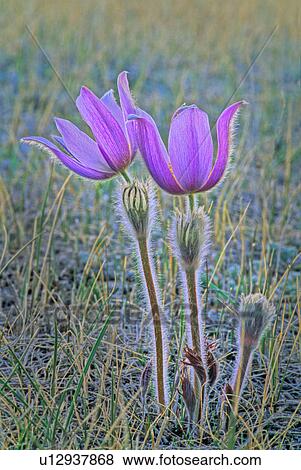 Stock Photo -  flower spring prairie crocus s growing wild . Fotosearch