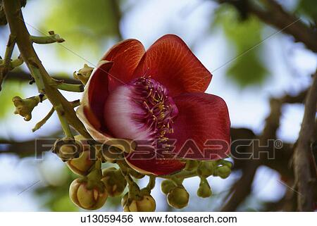 Stock Photograph -  flower tree asia cambodia cannonball southeast. Fotosearch