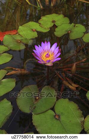 Picture -  flower water nature nymphaea capensis pink lilly. Fotosearch