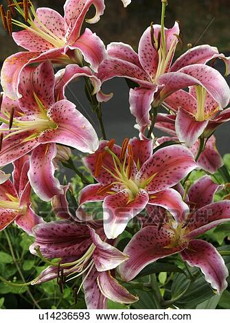 flower wedding summer pink open lily lilium arum View Large Photo Image Stock Image - flower wedding summer pink open lily lilium arum. Fotosearch