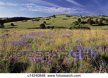 flowers blue mist penstemon lupine indian color View Large Photo Image Stock Photo - flowers blue mist penstemon lupine indian color. Fotosearch