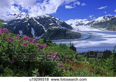 Stock Photo -  flowers summer nature landscape image salmon . Fotosearch