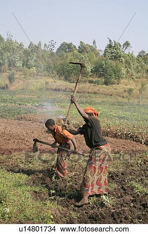 food burundi farmers gitega africa sub saharan View Large Photo Image Picture - food burundi farmers gitega africa sub saharan . Fotosearch