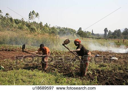 food burundi farmers gitega africa sub saharan View Large Photo Image Stock Photo - food burundi farmers gitega africa sub saharan . Fotosearch