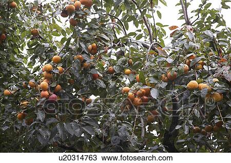 food japan persimmons arashiyama kyoto asia se View Large Photo Image Stock Image - food japan persimmons arashiyama kyoto asia se . Fotosearch