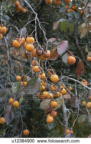 Stock Image -  food japan persimons growing autumn izu asia . Fotosearch