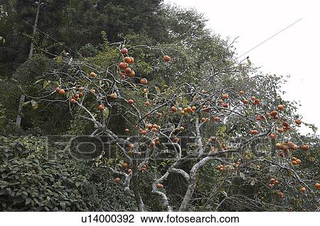 Stock Image -  food japan persimons growing autumn izu asia . Fotosearch