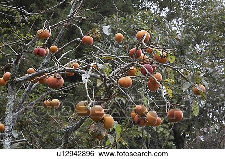 Stock Photograph -  food japan persimons growing autumn izu asia . Fotosearch
