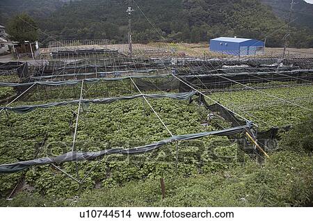 Picture -  food japan wasabi izu peninsular asia se . Fotosearch