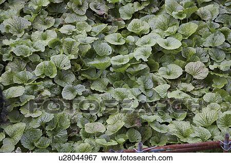 food japan wasabi izu peninsular asia se View Large Photo Image Stock Photo - food japan wasabi izu peninsular asia se . Fotosearch