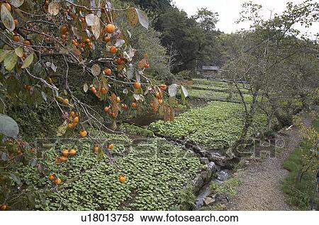 food japan wasabi persimons izu peninsular asia View Large Photo Image Stock Photo - food japan wasabi persimons izu peninsular asia . Fotosearch