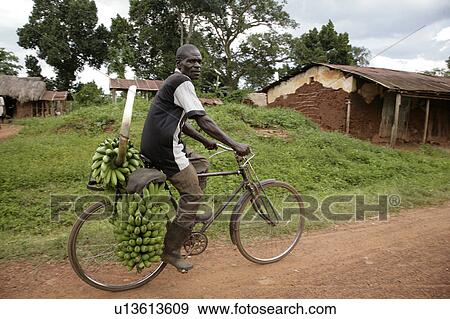 food man uganda carrying bananas bicycle kayunga View Large Photo Image Stock Photo - food man uganda carrying bananas bicycle kayunga . Fotosearch