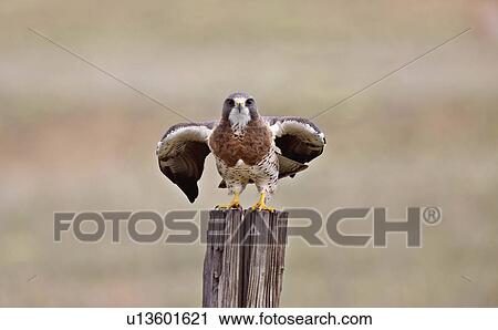 Stock Image -  food nature swainson hawk canada pose. Fotosearch