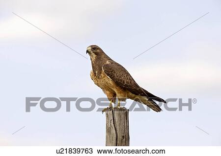 Stock Image -  food nature swainson hawk canada pose. Fotosearch