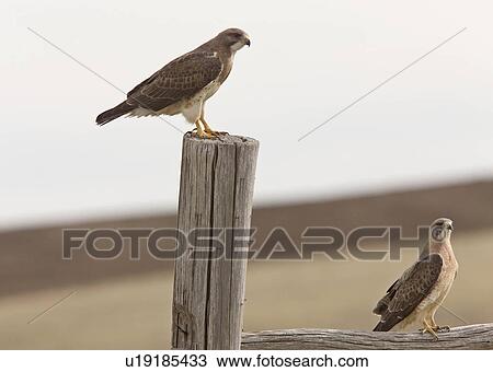 food nature swainson hawk in flight fly View Large Photo Image Stock Image - food nature swainson hawk in flight fly. Fotosearch