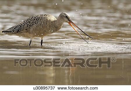 Stock Photo -  food this image marbled godwit made shorebird. Fotosearch