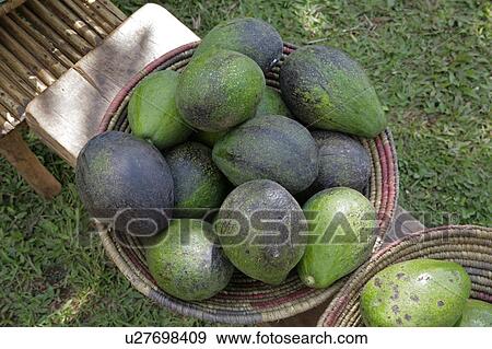 Stock Photo -  food uganda avocados kayunga district use in may . Fotosearch