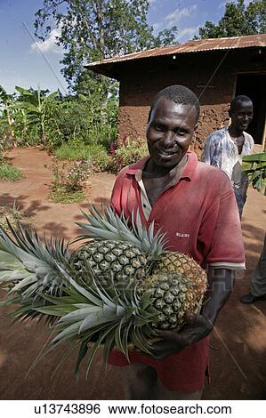 food uganda batambuze michael holding pineapples View Large Photo Image Stock Photograph - food uganda batambuze michael holding pineapples . Fotosearch