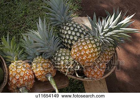 food uganda pineapples kayunga district View Large Photo Image Stock Photo - food uganda pineapples kayunga district . Fotosearch