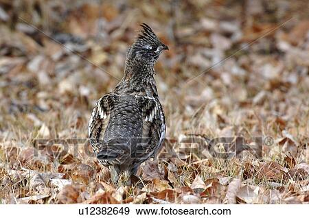 Stock Photo -  food wary ruffed grouse walks away uncertain. Fotosearch