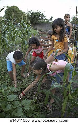 Stock Photograph -  girl child school children brazil organic garden . Fotosearch