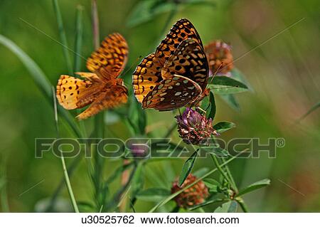 great spangled fritillary speyeria cybele park View Large Photo Image Stock Image - great spangled fritillary speyeria cybele park. Fotosearch