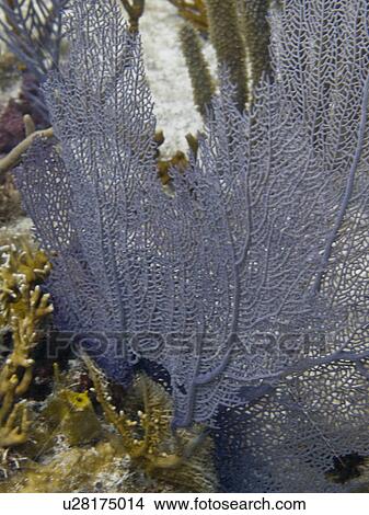 Picture -  grecian rocks key largo fl underwater common sea. Fotosearch