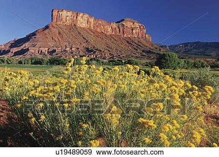 green blooms in puffs yellow front pinon mesa View Large Photo Image Stock Photo - green blooms in puffs yellow front pinon mesa. Fotosearch