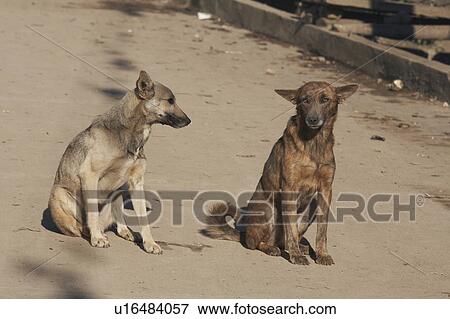 Stock Photo -  guatemala dogs chajul el quiche central america. Fotosearch