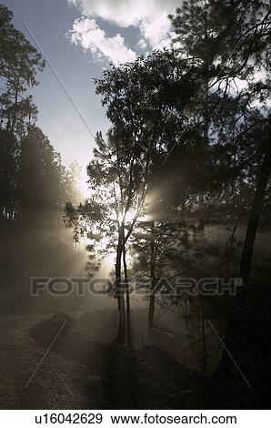 Stock Photo -  guatemala dust in trees road san andres el dust. Fotosearch
