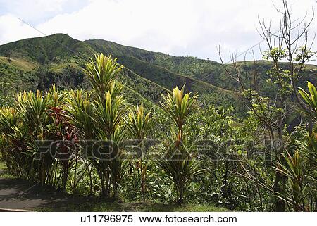 holiday new britain guinea papua rabaul travel View Large Photo Image Stock Photography - holiday new britain guinea papua rabaul travel. Fotosearch
