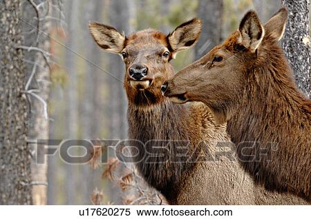 Stock Photography -  home close up front portrait two wild elk cows. Fotosearch
