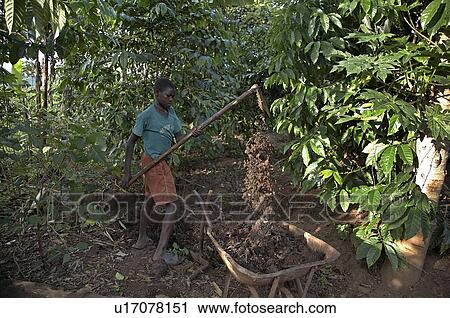 home uganda in najjemba teopista kasaayi village View Large Photo Image Stock Image - home uganda in najjemba teopista kasaayi village . Fotosearch