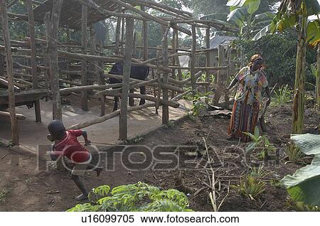 home uganda in najjemba teopista farmer kasaayi View Large Photo Image Stock Photography - home uganda in najjemba teopista farmer kasaayi . Fotosearch