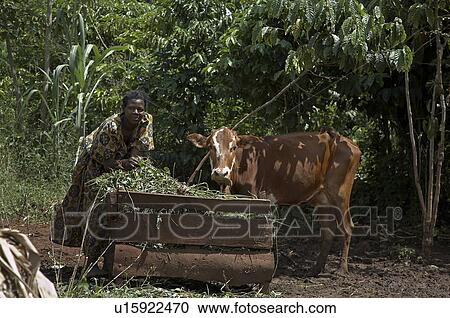 Stock Image -  home uganda nakabugo betty kisoga village cow . Fotosearch
