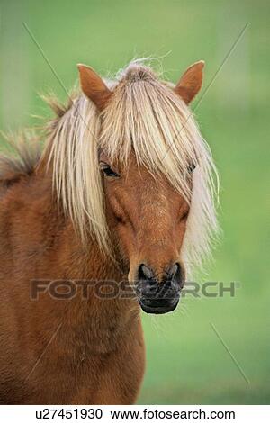 Stock Image -  horse face young mane over gets portrait taken. Fotosearch