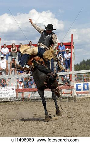 horse man rodeo competor riding bucking outdoor View Large Photo Image Stock Photo - horse man rodeo competor riding bucking outdoor. Fotosearch