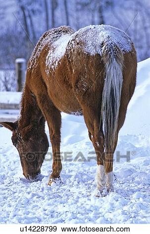 Stock Photo -  horse nature winter rear view brown foraging . Fotosearch