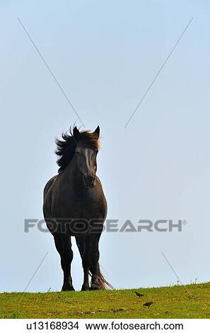 horse single stands top grassy hill letting cool View Large Photo Image Picture - horse single stands top grassy hill letting cool. Fotosearch