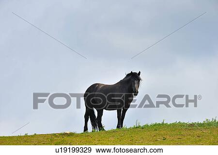Stock Photo -  horse single stands top grassy hill letting cool. Fotosearch