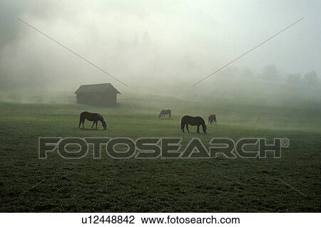 Stock Image -  horse steiermark piber lipizaner lippizaner non. Fotosearch