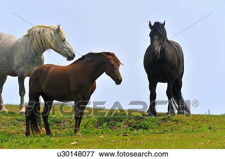 Stock Photo -  horse three horses stand top grass covered hill. Fotosearch