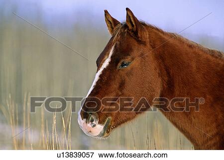 Stock Photo -  horse winter brown colored side view portrait. Fotosearch