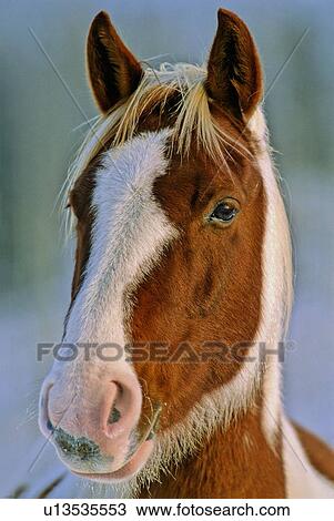 Stock Image -  horse winter close up facial portrait alert one. Fotosearch