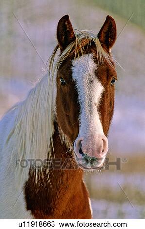 Stock Image -  horse winter close up portrait alert pinto eye. Fotosearch