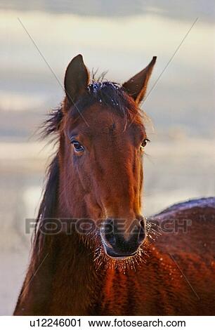 Stock Image -  horse winter close up portrait alert young eye. Fotosearch